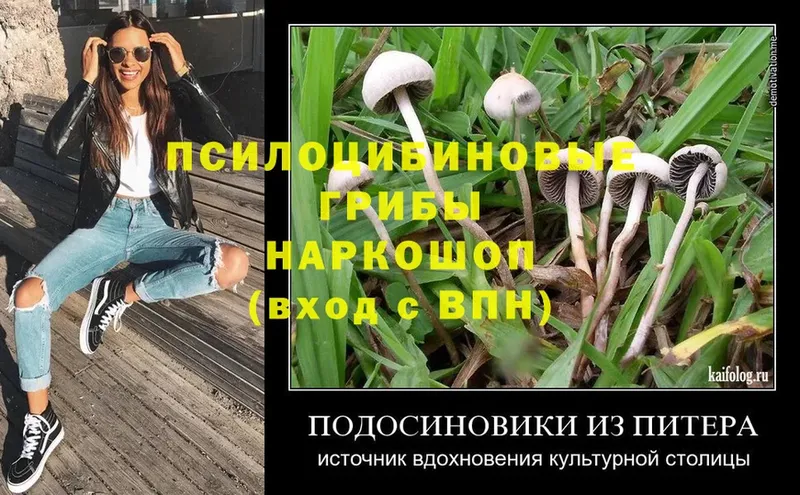 Псилоцибиновые грибы Cubensis  маркетплейс наркотические препараты  Исилькуль  кракен сайт 